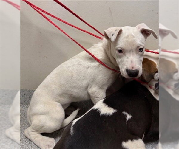 Medium Photo #1 American Pit Bull Terrier-Unknown Mix Puppy For Sale in Pasadena, TX, USA