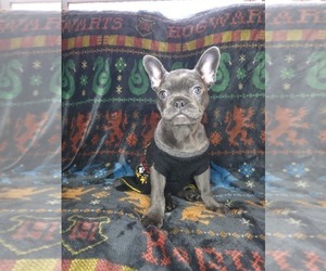French Bulldog Puppy for sale in GRAND FORKS, ND, USA