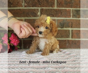Cockapoo (Miniature) Puppy for sale in CLARKRANGE, TN, USA