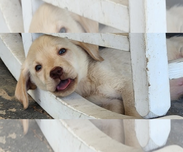 Medium Photo #6 Labrador Retriever Puppy For Sale in PADUCAH, KY, USA