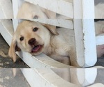 Small #5 Labrador Retriever