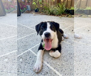 Labrador Retriever-Unknown Mix Dogs for adoption in Royal Palm Beach, FL, USA