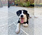 Small Labrador Retriever Mix