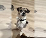 Small #5 Jack Russell Terrier-Spaniel Mix
