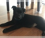 Small Photo #3 German Shepherd Dog Puppy For Sale in HAMILTON, VA, USA