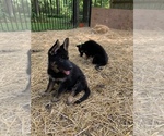 Small Photo #8 German Shepherd Dog Puppy For Sale in WARRENVILLE, IL, USA
