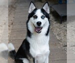 Small Photo #2 Siberian Husky Puppy For Sale in Matawan, NJ, USA