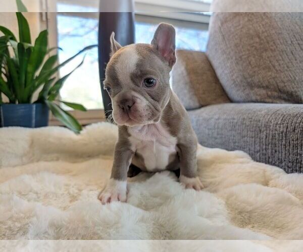 Medium Photo #4 Faux Frenchbo Bulldog Puppy For Sale in LAS CRUCES, NM, USA