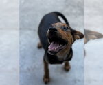 Small #3 Mutt