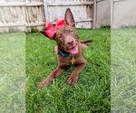 Small #1 Australian Kelpie Mix