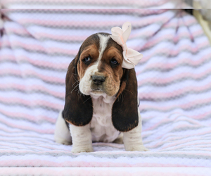 Basset Hound Puppy for sale in LIBERTY, KY, USA