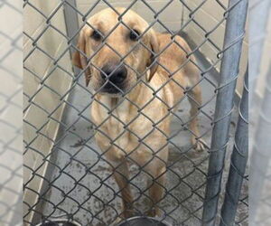 Labrador Retriever-Unknown Mix Dogs for adoption in Anchorage, AK, USA