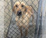 Small Labrador Retriever Mix