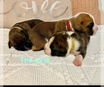 Image preview for Ad Listing. Nickname: Litter of 3