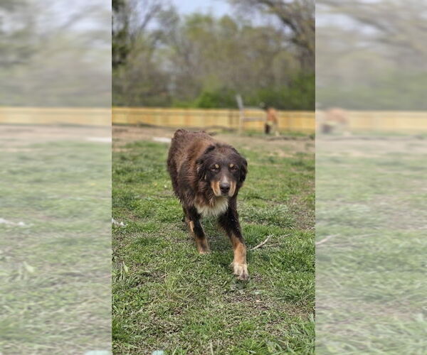 Medium Photo #8 Australian Shepherd-Unknown Mix Puppy For Sale in Aurora, IN, USA