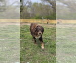 Small #7 Australian Shepherd Mix
