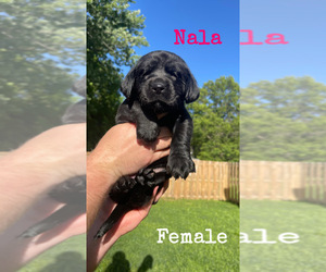 Labrador Retriever Puppy for sale in ATHENS, IL, USA