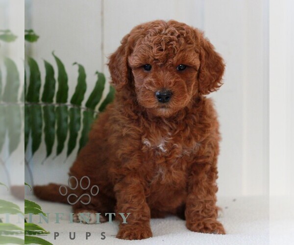 Medium Photo #4 Goldendoodle (Miniature) Puppy For Sale in LANCASTER, PA, USA