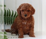 Small #3 Goldendoodle (Miniature)