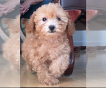 Small Photo #1 Poodle (Miniature) Puppy For Sale in FREDERICKSBURG, VA, USA