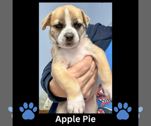 Mutt Dogs for adoption in GILBERTS, IL, USA