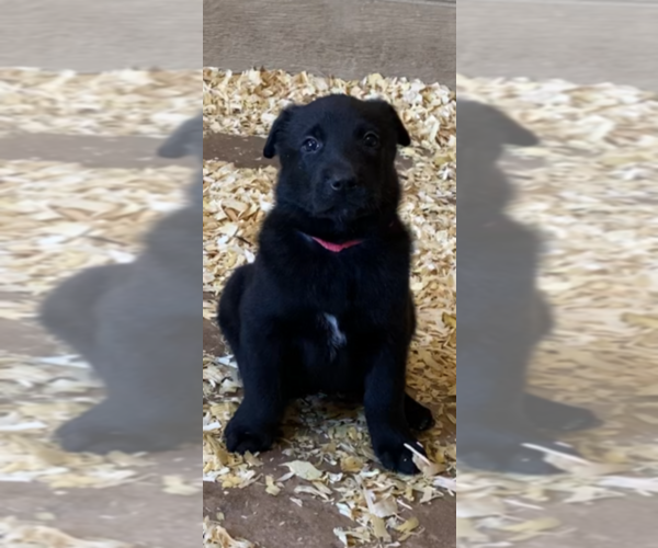 Medium Photo #3 Belgian Malinois Puppy For Sale in PALMHURST, TX, USA