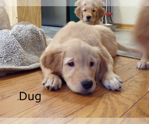 Medium Photo #1 Golden Retriever Puppy For Sale in HAM LAKE, MN, USA