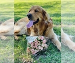 Small Photo #1 Golden Retriever Puppy For Sale in TARZANA, CA, USA
