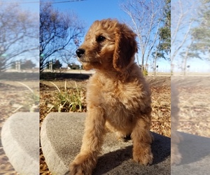 Goldendoodle (Miniature) Puppy for sale in HEATH, TX, USA
