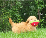Puppy Freedom Goldendoodle (Miniature)