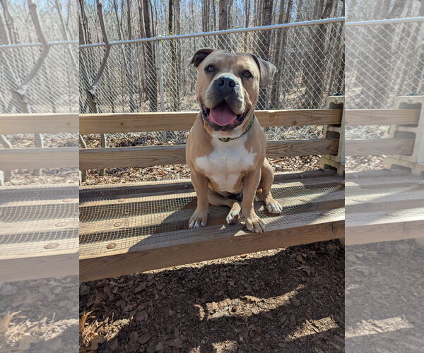 Medium Photo #1 Mutt Puppy For Sale in McCormick, SC, USA