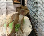 Small #14 American Staffordshire Terrier Mix