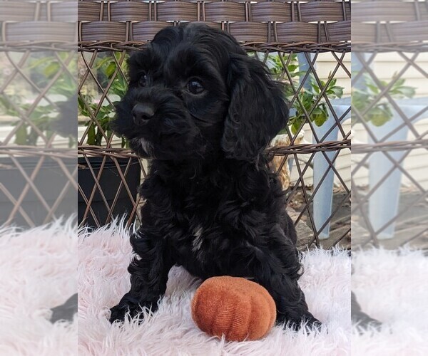 Medium Photo #9 Cock-A-Poo Puppy For Sale in SALEM, MO, USA