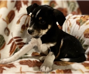 Jack Russell Terrier-Miniature Australian Shepherd Mix Puppy for sale in HILLSBORO, WI, USA