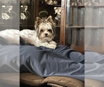 Small Photo #1 Yorkshire Terrier Puppy For Sale in STAPLETON, AL, USA