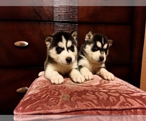 Siberian Husky Puppy for sale in LONE TREE, CO, USA