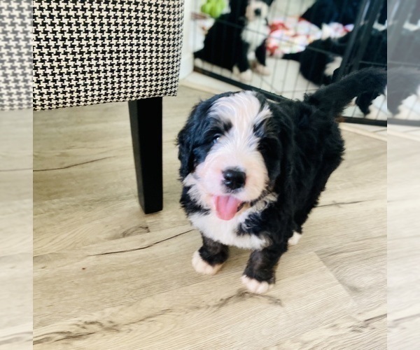 Medium Photo #3 Bernedoodle Puppy For Sale in FLEMING ISLAND, FL, USA