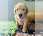 Small Photo #2 Golden Retriever Puppy For Sale in COMFORT, TX, USA