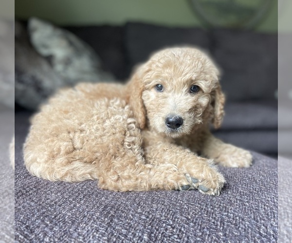 Medium Photo #6 Goldendoodle Puppy For Sale in FORDLAND, MO, USA