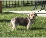 Small #1 Havanese