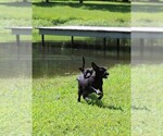 Small #5 Labrador Retriever-Mutt Mix