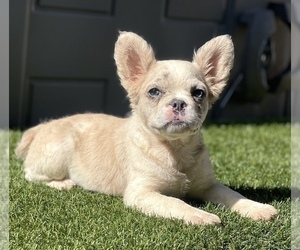 French Bulldog Puppy for sale in SAN JOSE, CA, USA