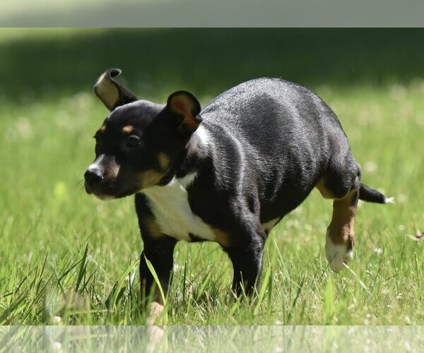 Medium Photo #9 Shepweiller Puppy For Sale in Mechanicsburg, PA, USA