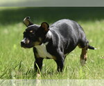 Small #8 Shepweiller
