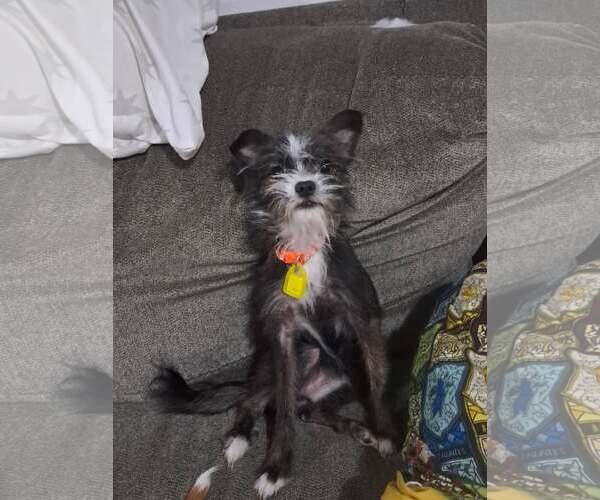 Medium Photo #2 Cairn Terrier-Unknown Mix Puppy For Sale in Mukwonago, WI, USA