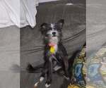 Small #1 Cairn Terrier Mix