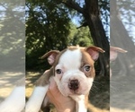 Puppy Puppy 1 Spike Boston Terrier