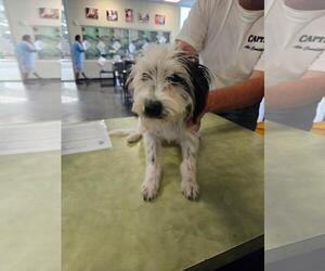 Mutt Dogs for adoption in Rockwall, TX, USA