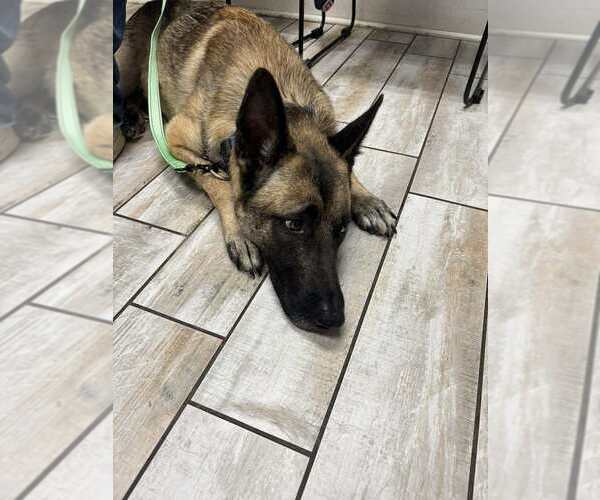 Medium Photo #8 Mutt Puppy For Sale in Imlay City, MI, USA
