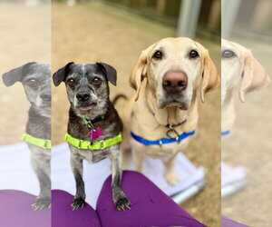Labrador Retriever-Unknown Mix Dogs for adoption in West Cornwall, CT, USA